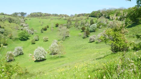 Still-shot-of-a-typical-south-east-england-pasture-in-summer-with-rolling-hills-shrubs-and-a-lush-valley-with-blue-skies
