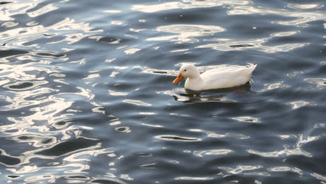 Ente-Mit-Weißen-Federn,-Die-Auf-Dem-Lebendigen,-Reflektierenden-Wasser-Des-Sees-Schwimmen