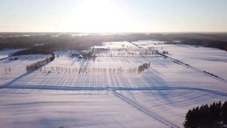 winter-sun-casting-long-shadows-of-planted-trees-in-the-middle-of-snowy-fields