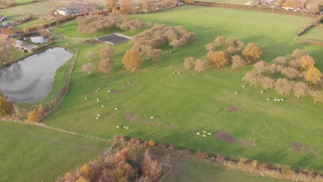 Still-shot-of-a-field-and-lake-where-sheep-are-moving-across-the-field-and-the-trees-are-showing-autumn-tones
