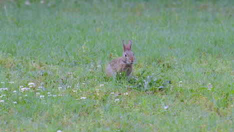 Eastern-cottontail-rabbit,-eating-grass-then-walking-out-of-frame