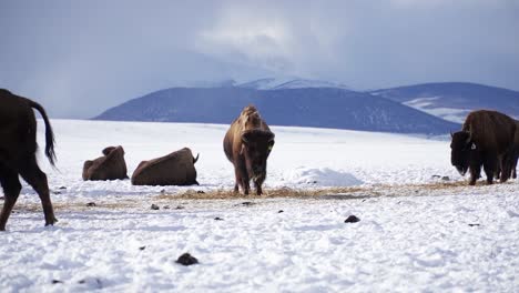 Herd-of-farmed-buffalo-mill-around-on-snowy-winter-mountain-paddock