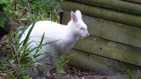 Albino-Wallaby-In-Gefangenschaft,-Entspannend-Im-Schatten
