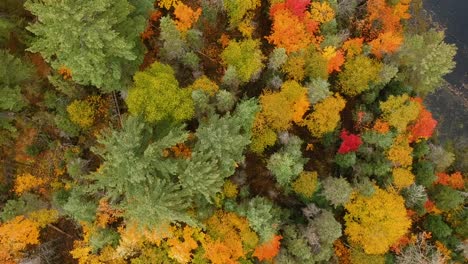Top-down-drone-shot-of-the-beautiful-fall-foliage-in-the-countryside-of-Canada