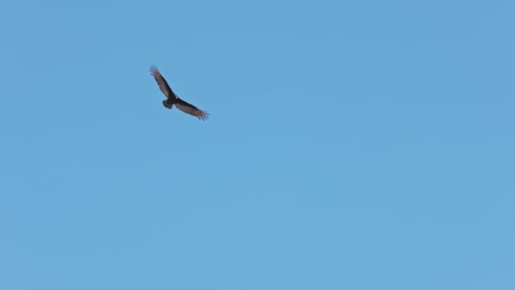 Tracking-shot-of-flying-hawk-against-blue-sky-in-summer-during-hunt-in-the-sky