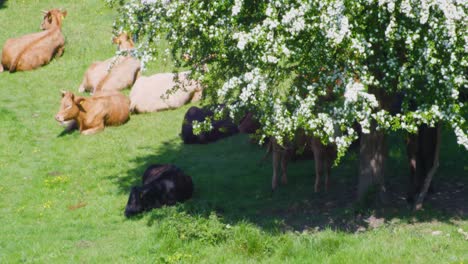 Rinder-Liegen-Im-Schatten-Und-In-Der-Sonne-An-Einem-Heißen-Sommertag-Im-Südosten-Englands