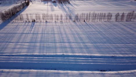 Turck-aufnahme-Von-Gepflanzten-Hohen-Bäumen,-Die-Lange-Schatten-Auf-Ein-Schneebedecktes-Feld-In-Nordeuropa,-Lettland-Werfen