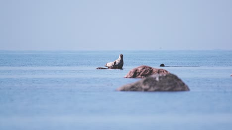 Seehund-Liegt-Auf-Felsen-Im-Meer,-Ein-Anderer-Seehund-Schwimmt-Daneben,-Tag,-Totale,-Lange-Linse
