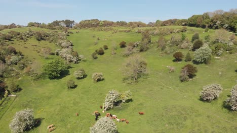 Panning-out-aerial-view-of-the-valley-with-a-cattle-herd-on-a-green-pasture-and-trees-in-bloom-and-blue-sky-in-summer