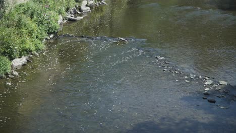 Close-up-of-stream-of-water-with-stones-through-Le-parc-de-rompré,-La-Roche-en-Ardenne,-Belgium,-Europe,-4K,-25fps
