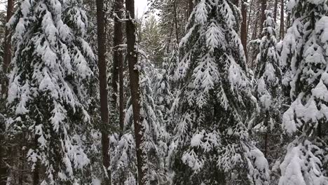 Fly-through-drone-shot-in-a-snow-covered-pine-forest-in-the-rural-countryside-of-Canada-in-the-wintertime