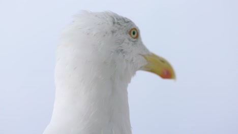 Gull-head-turning-against-light-blue-sky,-looking-mostly-profile,-closeup