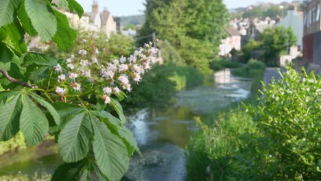 Local-stream-running-through-a-town-in-south-east-england-in-summer-with-blossoms-on-trees-in-foreground