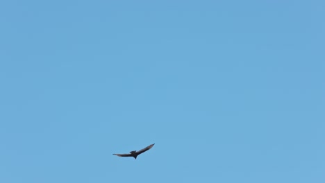 Slow-motion-shot-of-wild-Hawk-hovering-in-flight-during-beautiful-sunny-day-and-clear-blue-sky