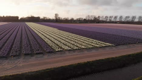 Niedriger-Drohnenschuss,-Der-über-Ein-Blumenfeld-In-Den-Niederlanden-Geht