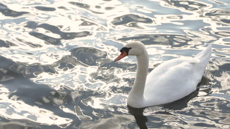 Elegant-white-swan-swimming-on-vibrant-water-reflecting-sunlight