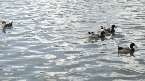 Flock-of-domestic-ducks-swimming-around-on-vibrant-water-of-pond