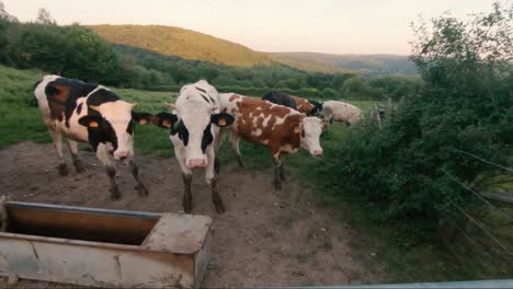Slow-motion-view-of-some-cows-chilling-on-a-meadow,-La-Roche-en-Ardenne,-Belgium,-Europe,-2