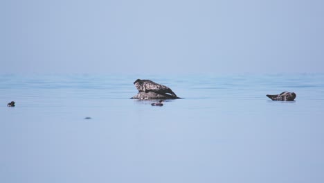 Zwei-Seehunde-Liegen-Auf-Felsen-Im-Meer,-Vorbeischwimmende-Seevögel,-Tag,-Totale,-Lange-Linse