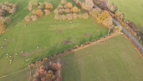 Schwenk-Nach-Unten-über-Eine-Schafherde-Mit-Feldern-Und-Bäumen-Im-Herbstabendlicht-Mit-Langen-Schatten-Und-Kentischer-Landschaft