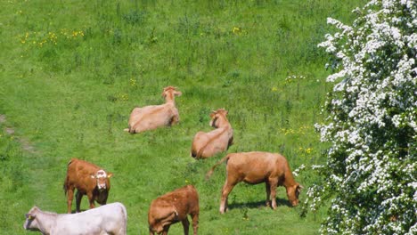 Limousin-mix-rinder-Ruhen-Und-Grasen-In-Der-Sommersonne-Mit-Einem-Blühenden-Baum-Im-Vordergrund-Und-Dem-Dunst-Der-Hitze,-Der-In-Der-Luft-Sichtbar-Ist