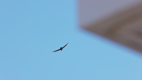 Gran-Pájaro-Halcón-Volando-En-Cámara-Lenta