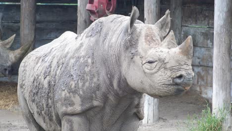 Two-rhinos-in-captivity-with-a-shed-in-the-background