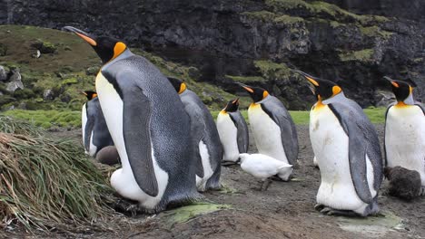 Un-Grupo-De-Pingüinos-Rey-Sentados-Sobre-Sus-Polluelos