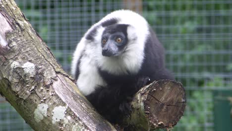 Black-and-white-ruffed-lemur-sitting-on-a-log-in-captivity