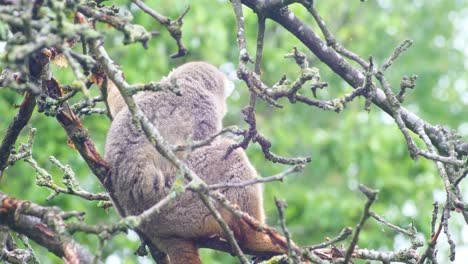 Ein-Gekrönter-Lemur,-Der-Hoch-Oben-In-Einem-Baum-Sitzt-Und-Mit-Grünem-Laub-Im-Hintergrund-Kratzt