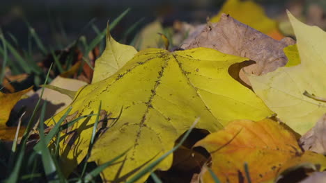 Bright-yellow-colored-leaf-on-ground-in-early-Autumn