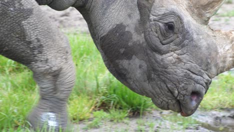 Closeup-of-a-rhino-walking-fast-with-some-wet-mud-on-his-body-and-his-tusks-visible