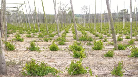 Kent-hop-garden-in-May-before-stringing-and-training