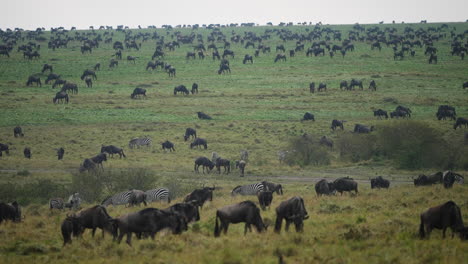 Multitude-of-African-animals-on-grassland-plains-of-the-Masai-Mara-game-reserve,-Kenya
