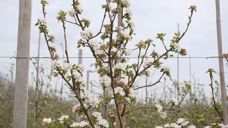 Junger-Apfelbaum,-Der-Mit-Hilfe-Von-Draht-Und-Betonpfählen-Auf-Einer-Apfelfarm-In-Kent-Wächst