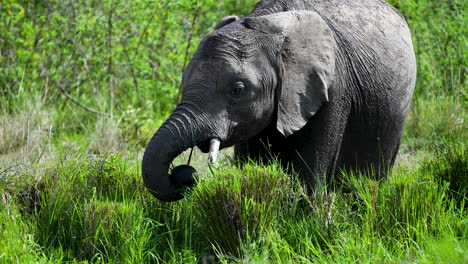 African-elephant-grazing-in-tall-grass,-herbivorous-animal