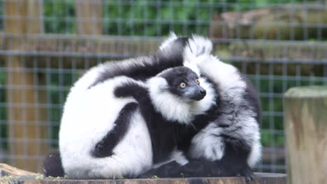 Two-black-and-white-ruffed-lemurs-huddling-together-sitting-on-a-tree-stump-in-captivity