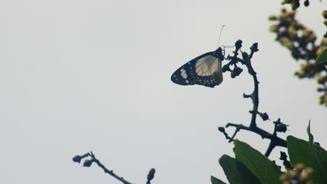 Mariposa-Sola-Bebiendo-Néctar-De-Una-Flor-De-Vaina