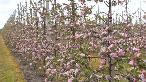 Young-apple-trees-in-a-row-in-bloom-in-May-in-Kent-UK