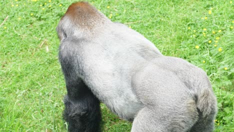Der-Erwachsene-Männliche-Gorilla-Mit-Silberrücken-Bewegt-Sich-Von-Der-Kamera-Weg-Und-Zeigt-Seine-Brustmuskulatur