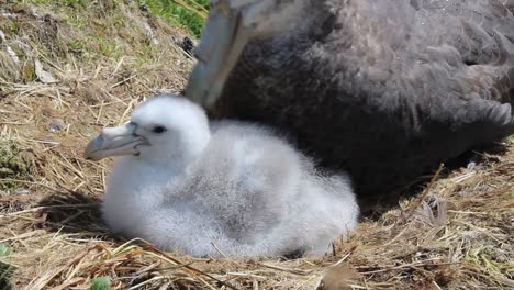Large-Giant-petrel-sitting-of-white-fluffy-chick