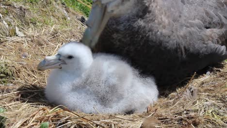 Großer-Riesensturmvogel-Sitzt-Auf-Weißem,-Flauschigem-Küken