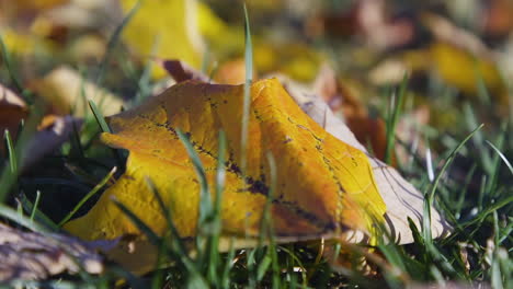 Golden-yellow-colored-leaf-on-ground-in-early-Autumn