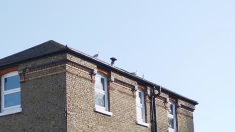 Seagulls-rest-in-the-sun-on-a-summer-day-in-Dover-Kent-on-top-of-an-edwardian-victorian-house-roof-with-dark-bricks-and-traditional-windows