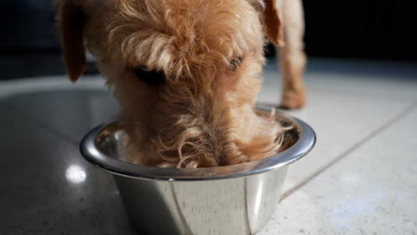Hund-Trinkt-Wasser-Aus-Einer-Edelstahlschüssel-Nahaufnahme-Eines-Durstigen-Terrier-Hundes-Leckt-Milch