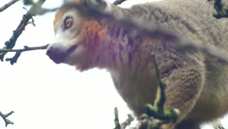 Ein-Gekrönter-Lemur-Klettert-Durch-Die-Äste-Und-Zeigt-Dem-Betrachter-Sein-Fell-Und-Seine-Färbung
