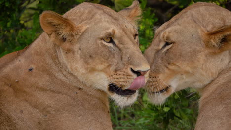 Lionesses-licking-and-nuzzling-each-other-as-part-of-their-social-bonding