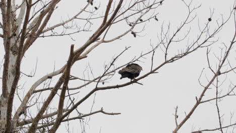 Turkey-Vulture-taking-off-from-a-tree-branch-during-winter