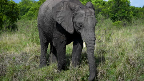 Afrikanischer-Elefant,-Der-Rüssel-Verwendet,-Um-Gras-In-Seinen-Mund-Zu-Stecken