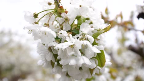 Close-up-of-white-cherry-blossoms-in-May-on-a-Kent-fruit-farm-in-England